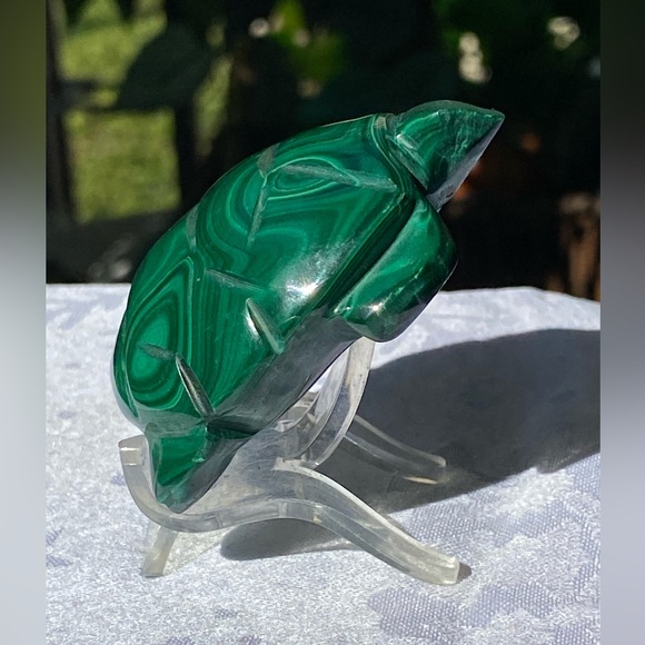 Malachite Turtle - Picture 13 of 16